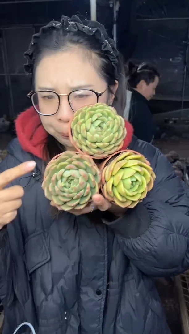 【闪购商品】55-大号杂交三颗带盆土5