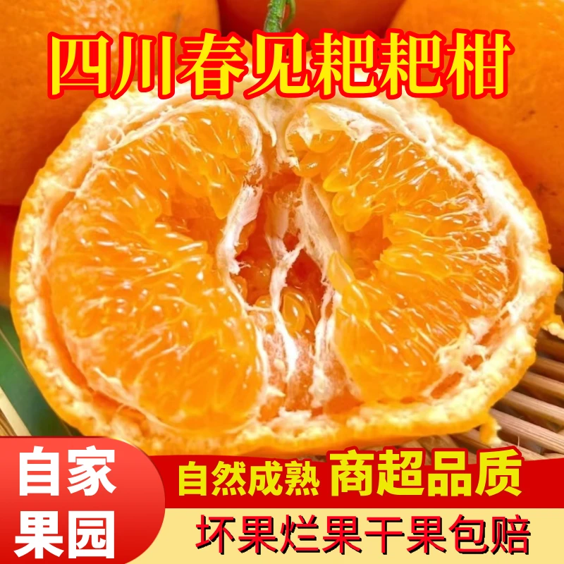 正宗四川春见耙耙柑晶莹剔透现摘现发产地直发坏果包赔