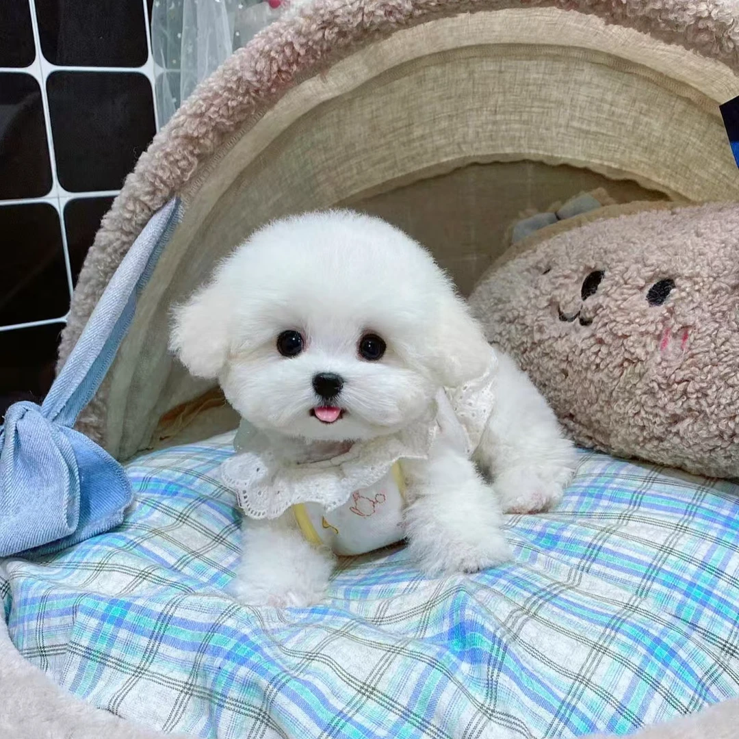 小型犬比熊宠物 衣服   TT1