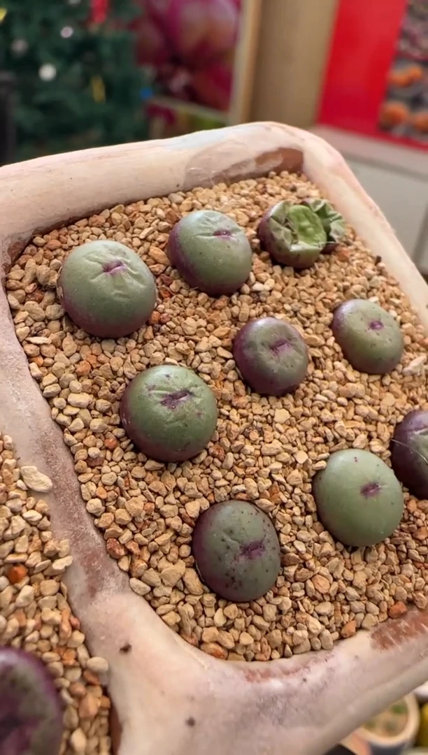 【闪购商品】23-41红嘴1380b一颗