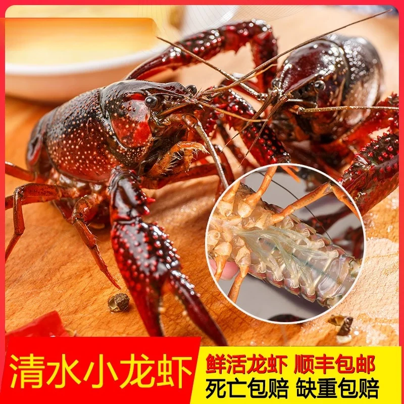 鲜活小龙虾4-6钱4斤装清水稻田虾小龙虾