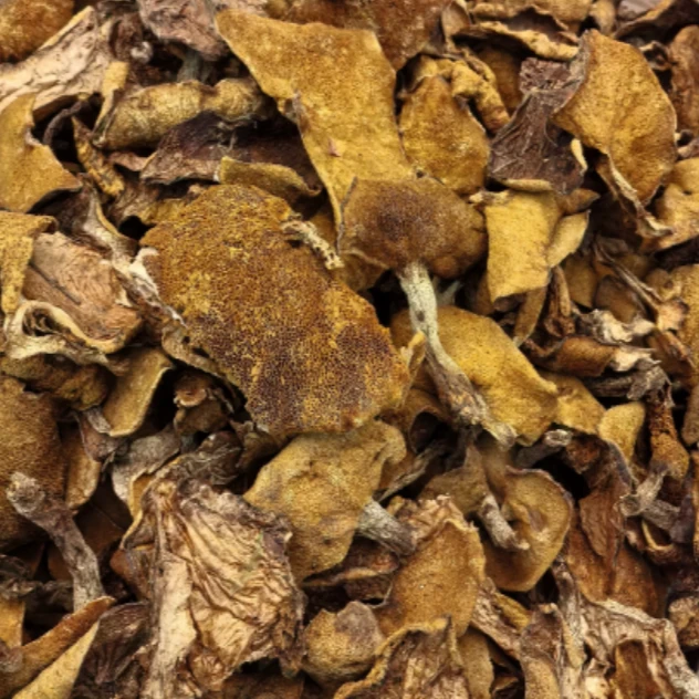 松蘑（粘团子）精品大片