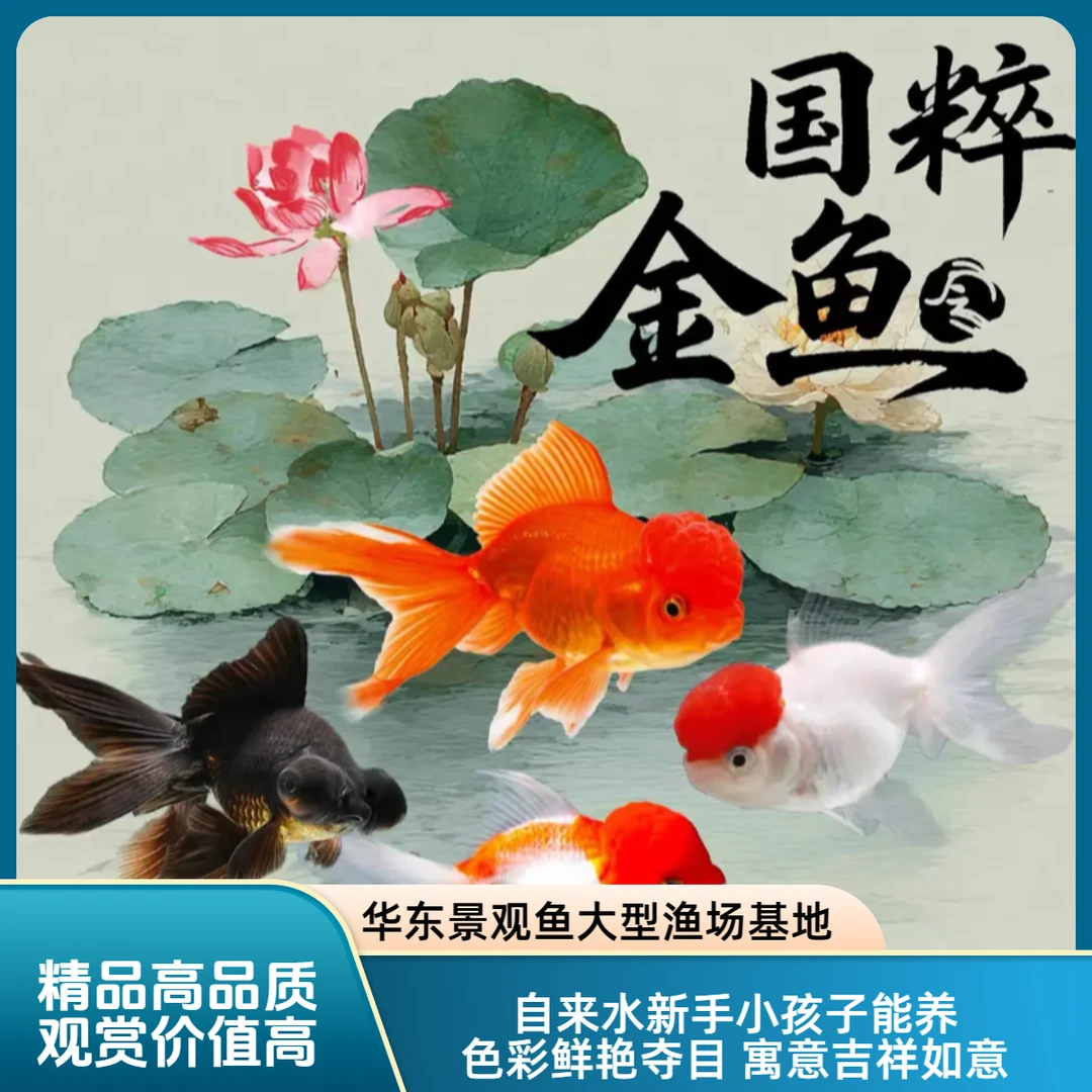 （大集合）精品金鱼源头直销国狮泰狮鎏金鸿头等好养观赏鱼新奇宠物