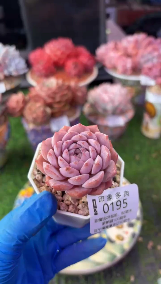 昆明印象多肉0195