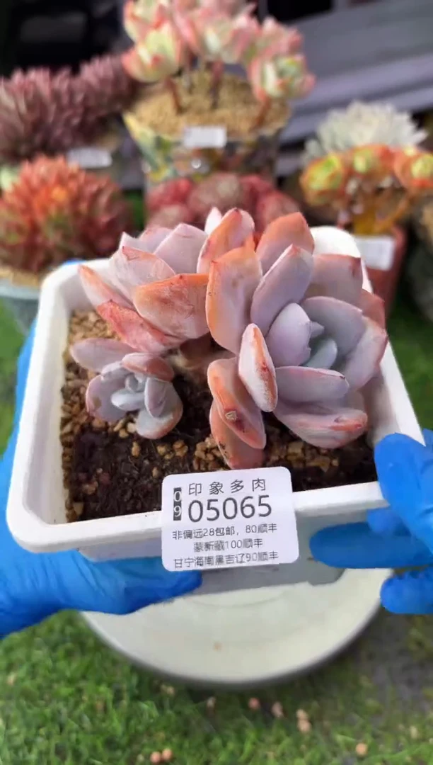 昆明印象多肉05065
