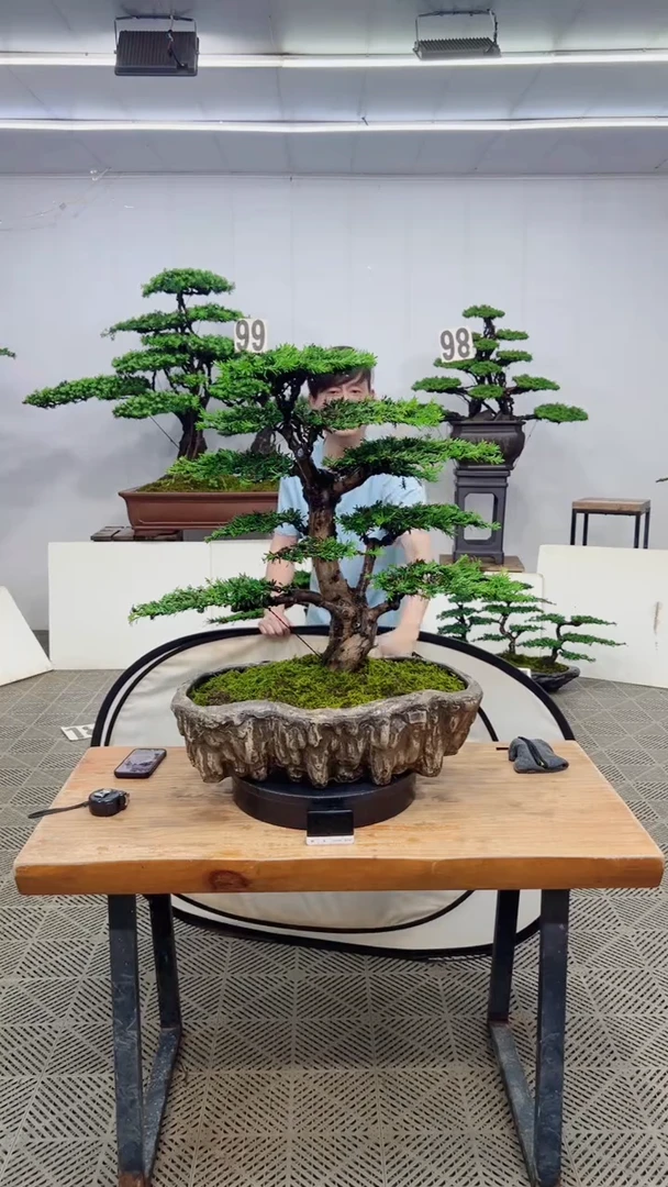 无花朵造型盆景一物一拍