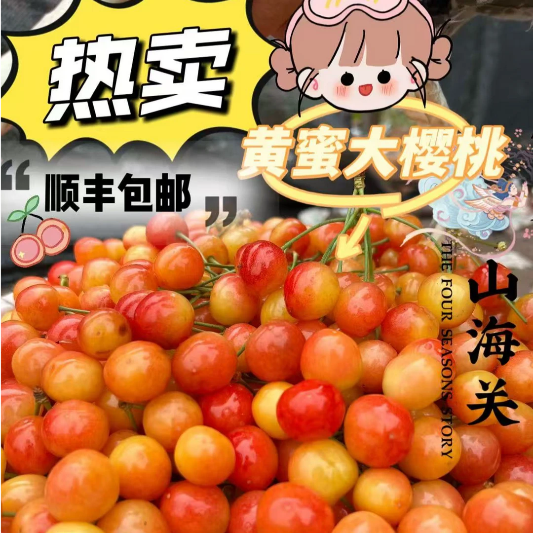 2025新鲜现摘山海关黄密樱桃果园直发3斤-5斤2J3J顺丰包邮新鲜水果黄密