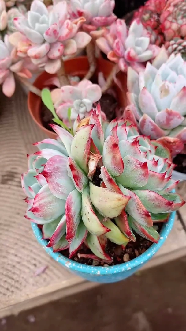 【闪购商品】16212