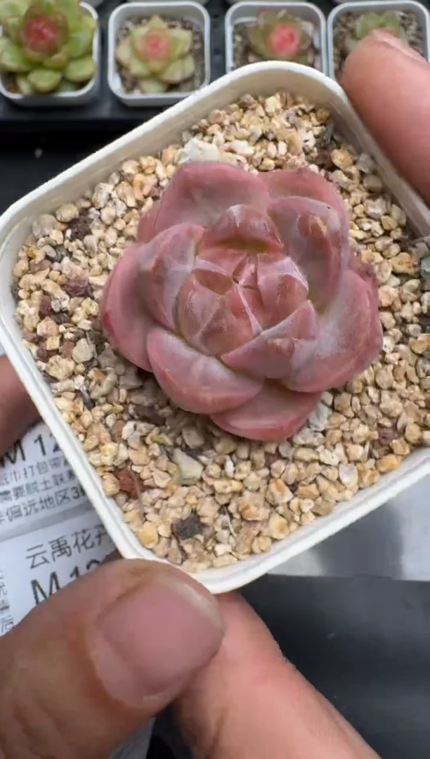 121M当天拍3颗包柚 带盆土纸巾打包 云禹花卉 珍妮多肉植物