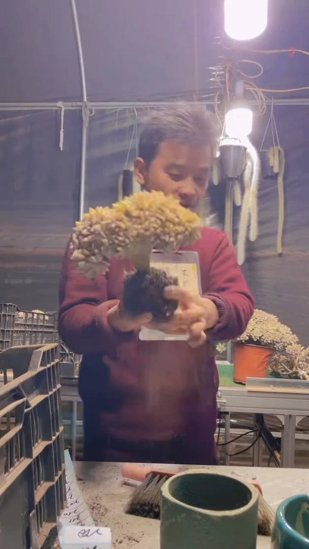205淡雪缀化一物一拍