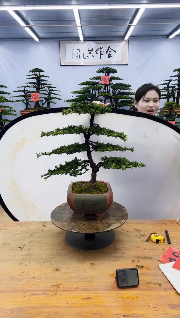 【闪购商品】高端盆景一物一拍，所见即所得