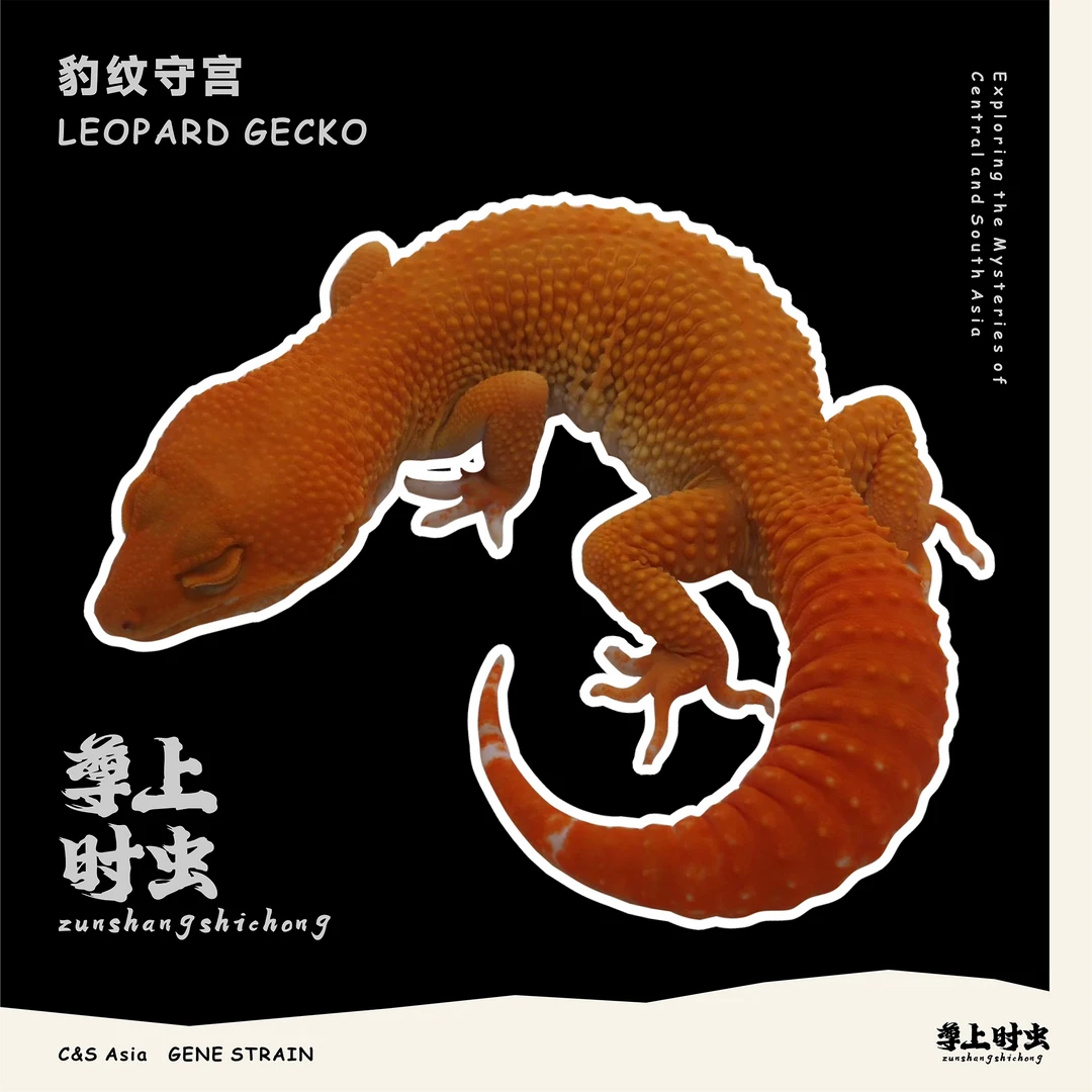 【新奇宠物】可爱好养豹纹守宫宠物新手入门爬宠