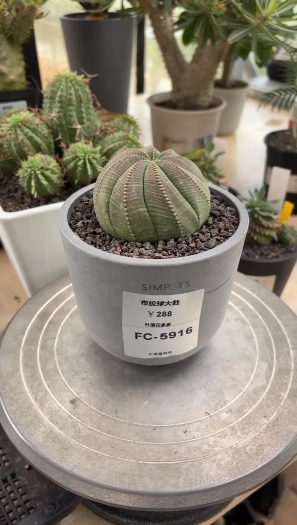 布纹球大戟FC-5916