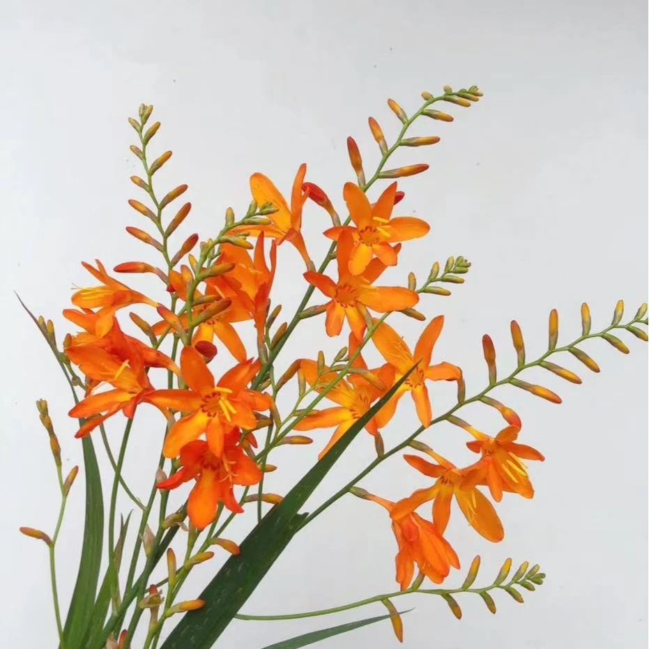 【夏季鲜花-火焰兰】氛围感鲜花 云南基地现剪现发 (中秋节礼物）