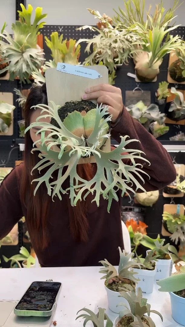 无花朵珍妮组培亚成株