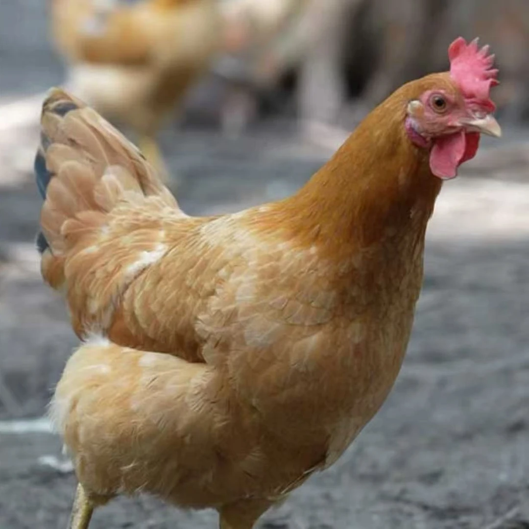 当涂农家 散养土鸡 现杀现卖 毛重2斤-2.5斤每只 （1只鸡直发）