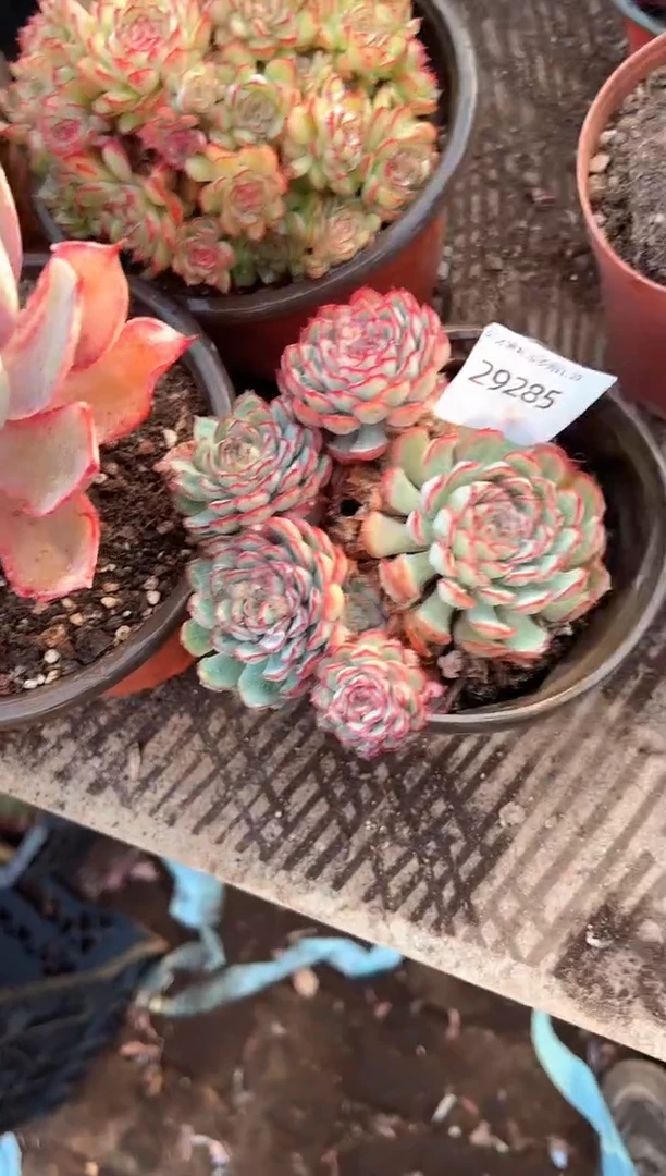 J****૭多肉植物一物一拍29285