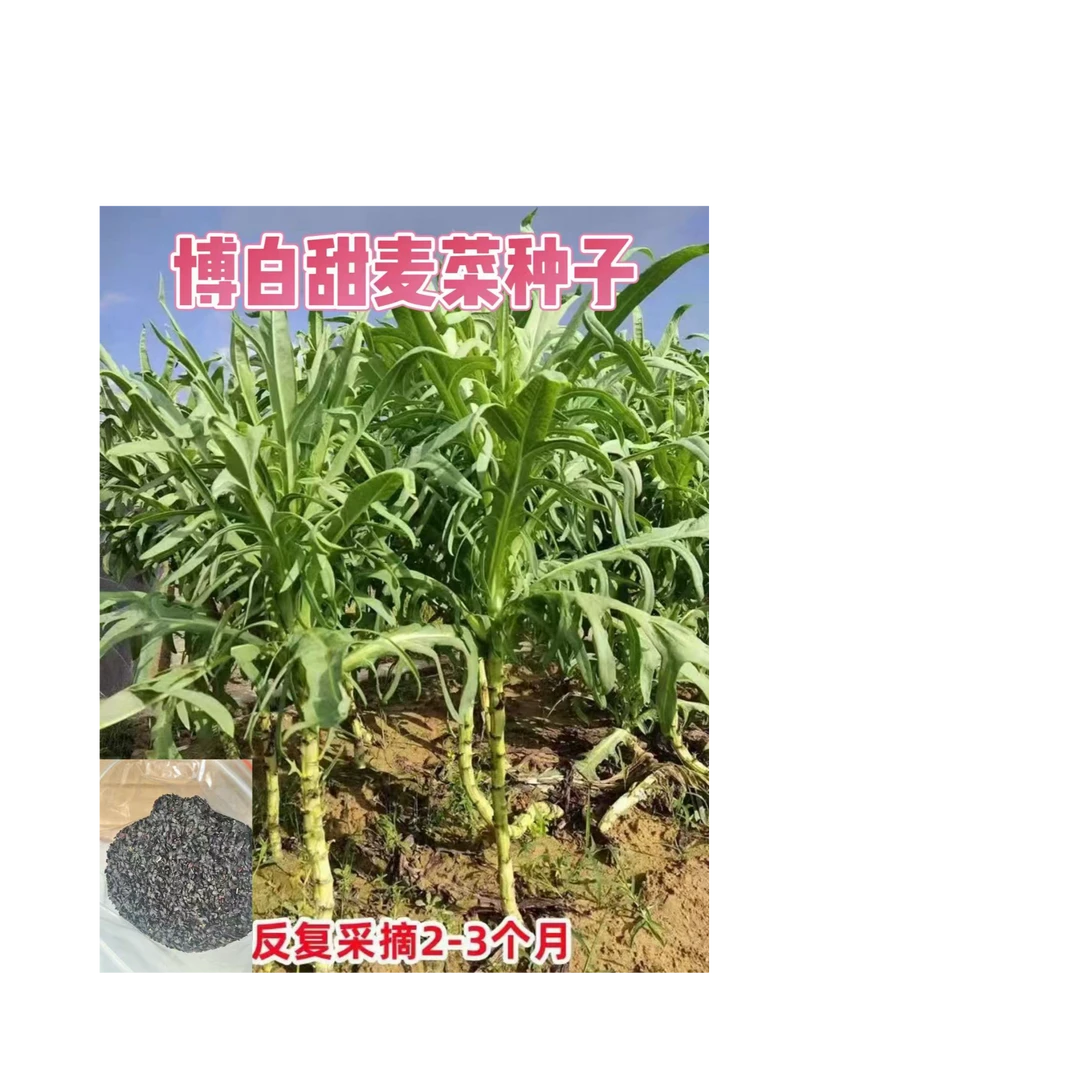 广西博白甜麦菜种子白更花芽蔬菜四季播种阳台盆栽苦麦菜种子