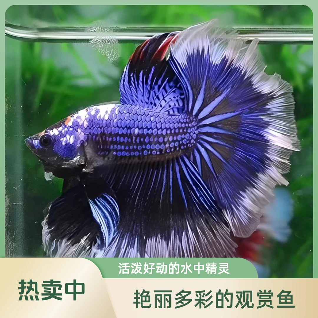 A3（49-72）泰国斗鱼活体精品观赏鱼活体（直播间选鱼）
