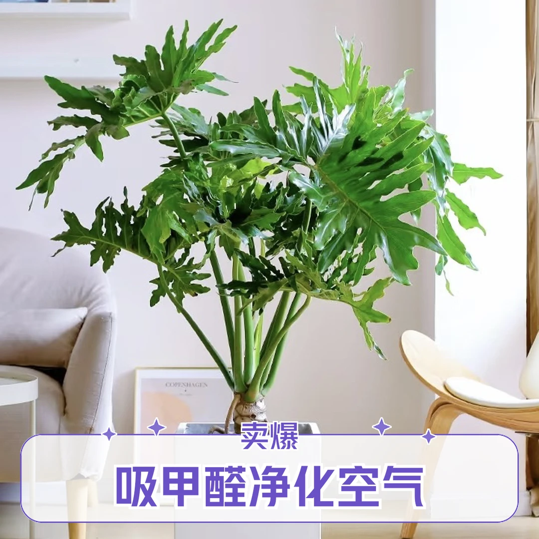 龙鳞春羽