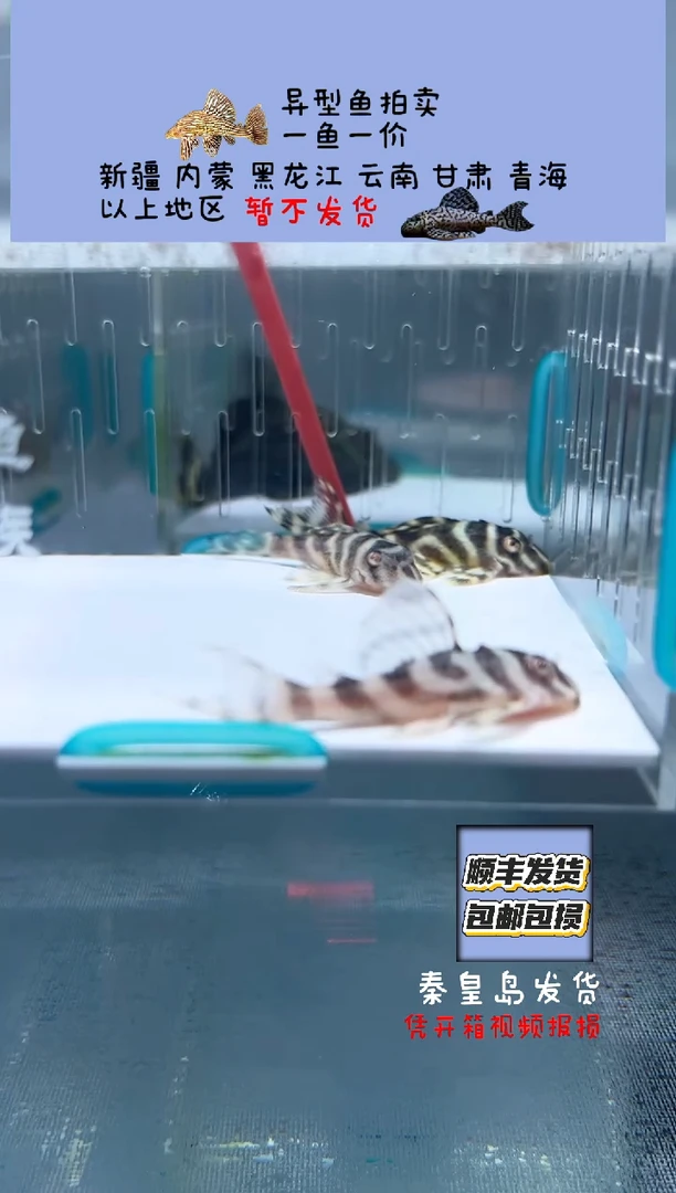 清道夫4+不包入缸损7