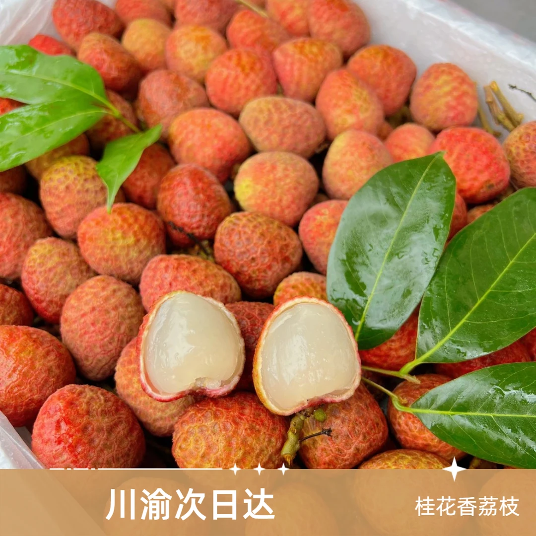 【次日达】海南【桂花香】荔枝 新鲜采摘0.8-2.5斤装【不预售 】四川省