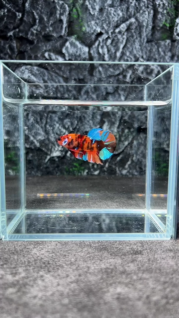 斗鱼竞拍链接A061