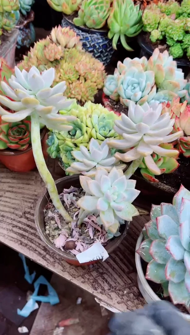 只***j21030多肉植物一物一拍