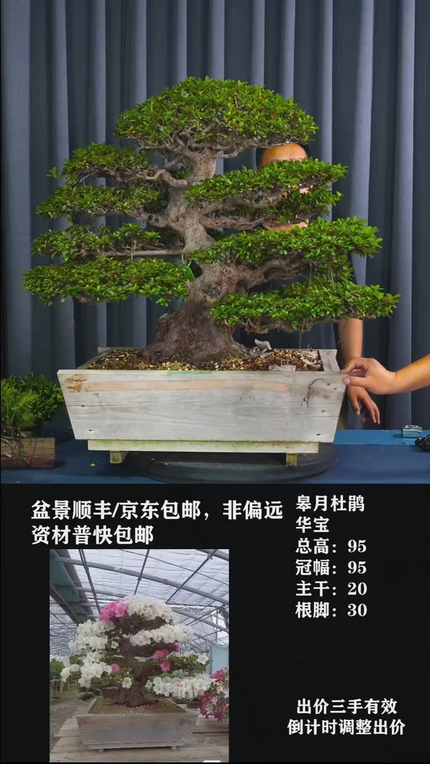 无花朵华宝-皋月杜鹃