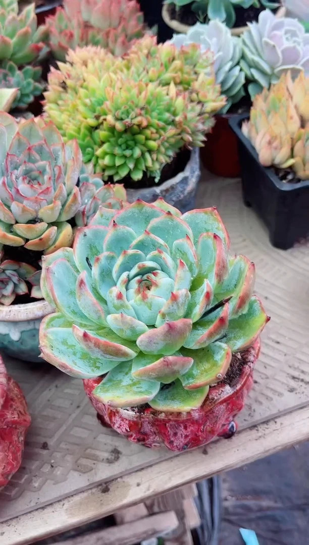 ??19076多肉植物一物一拍