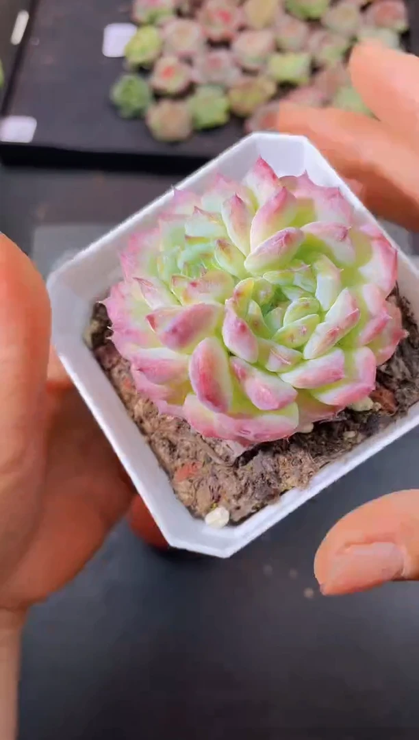 8486兔丝花随机发一颗量拍