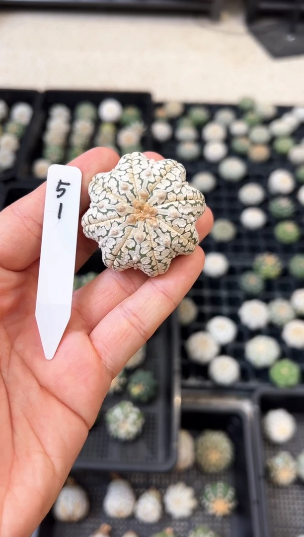 浓白海星V不含盆土实生编码51