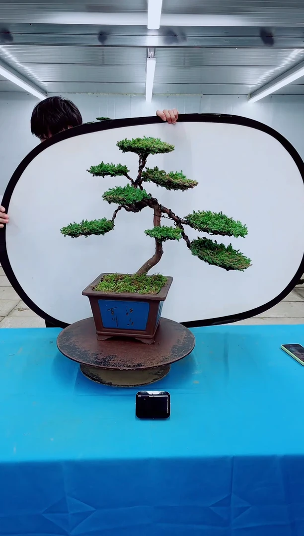 无花朵00000000000