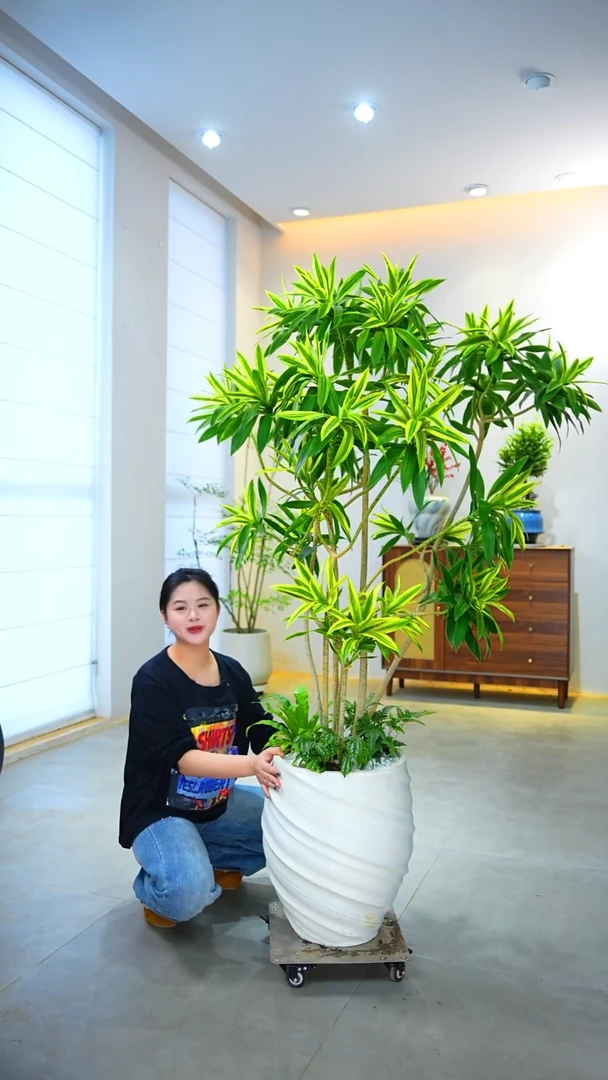 完全开放L*李金边百合竹