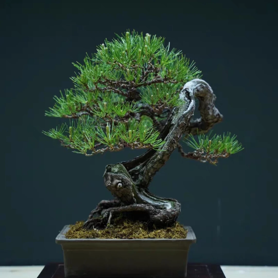 110-200直播间一物一拍盆景绿植先扣数字 主播喊到名字再付款