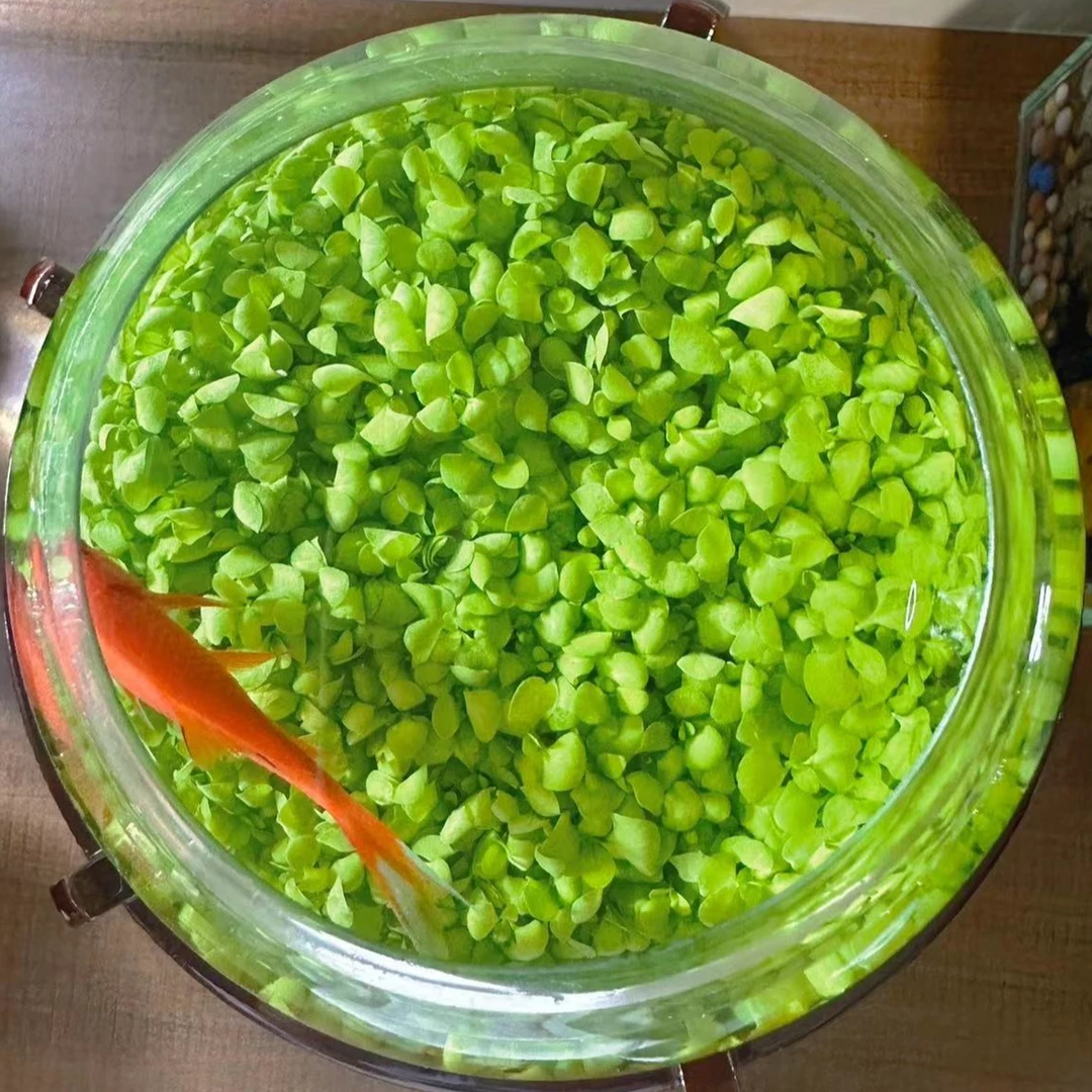 水草种子生态玻璃瓶真植物种籽盆栽套餐水培绿植装饰草缸鱼缸造景