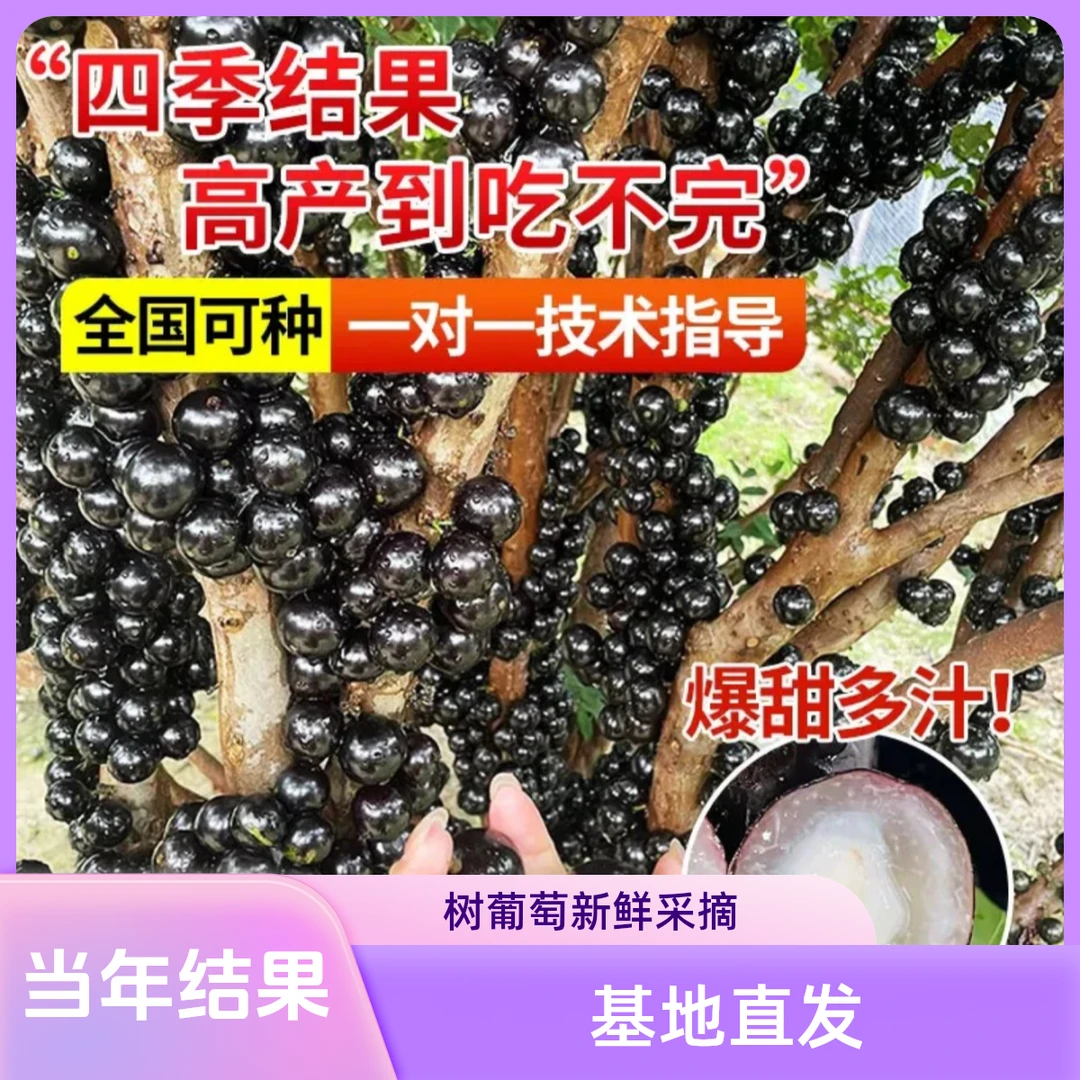 X【当年结果】嘉宝果果树苗南北方抗旱当年结果果树苗盆栽地栽