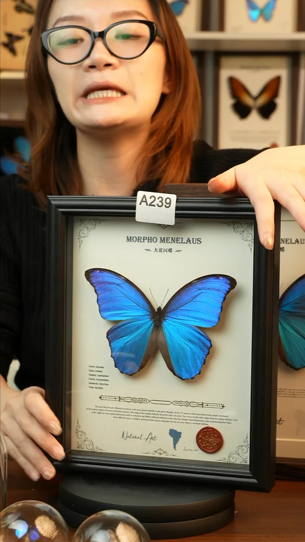 大蓝闪蝶-英文（10寸欧式黑框）A239