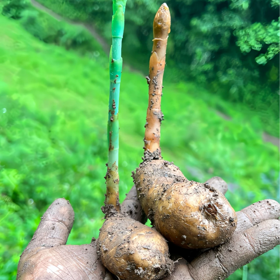 云南昭通小草坝高山原生态鲜天麻