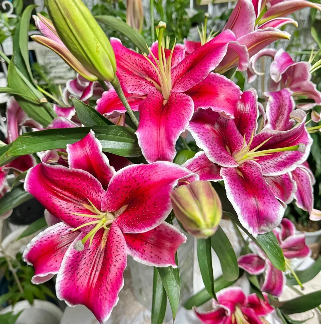 【黑美人多头】百合鲜切花束一件包邮