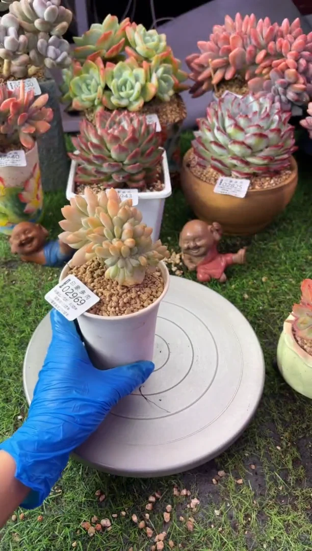 昆明印象多肉02969