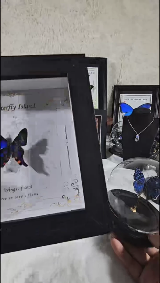 海洋之心相框斑蝴蝶