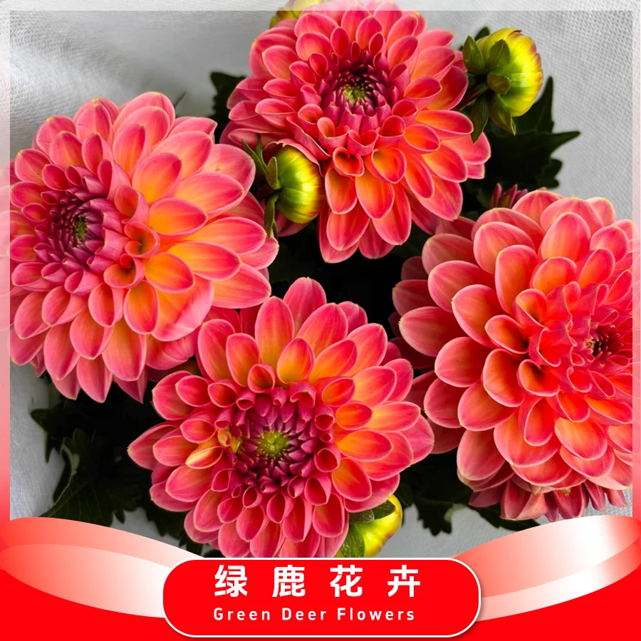 【西柚重瓣大丽花】耐热耐寒多年生好养四季开花庭院阳台盆栽