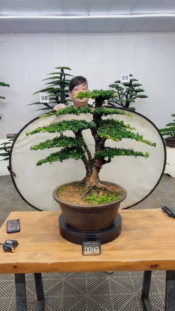 无花朵造型盆景一物一拍