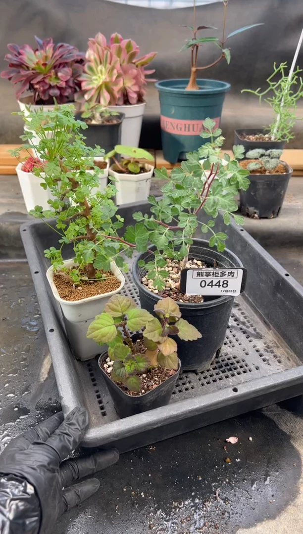 ?****?1218-448-三颗打包带盆土