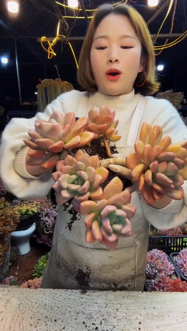 精控老桩奥普脱土包邮