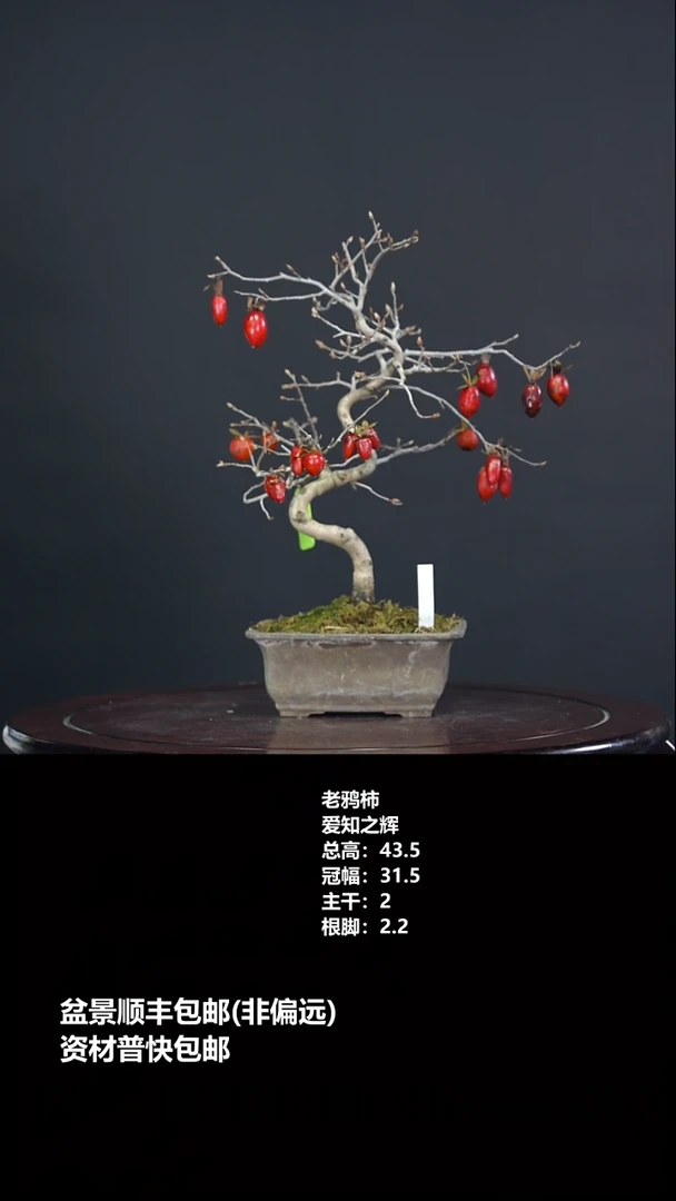 无花朵爱之知辉-G6323