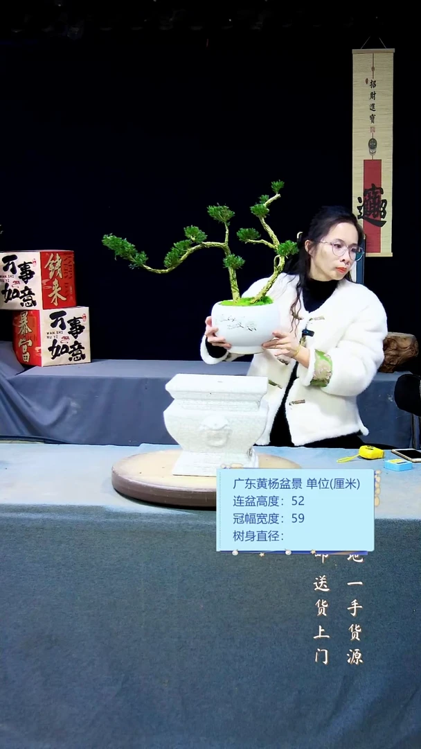 【闪购商品】雀舌黄杨盆景雀舌黄杨盆景