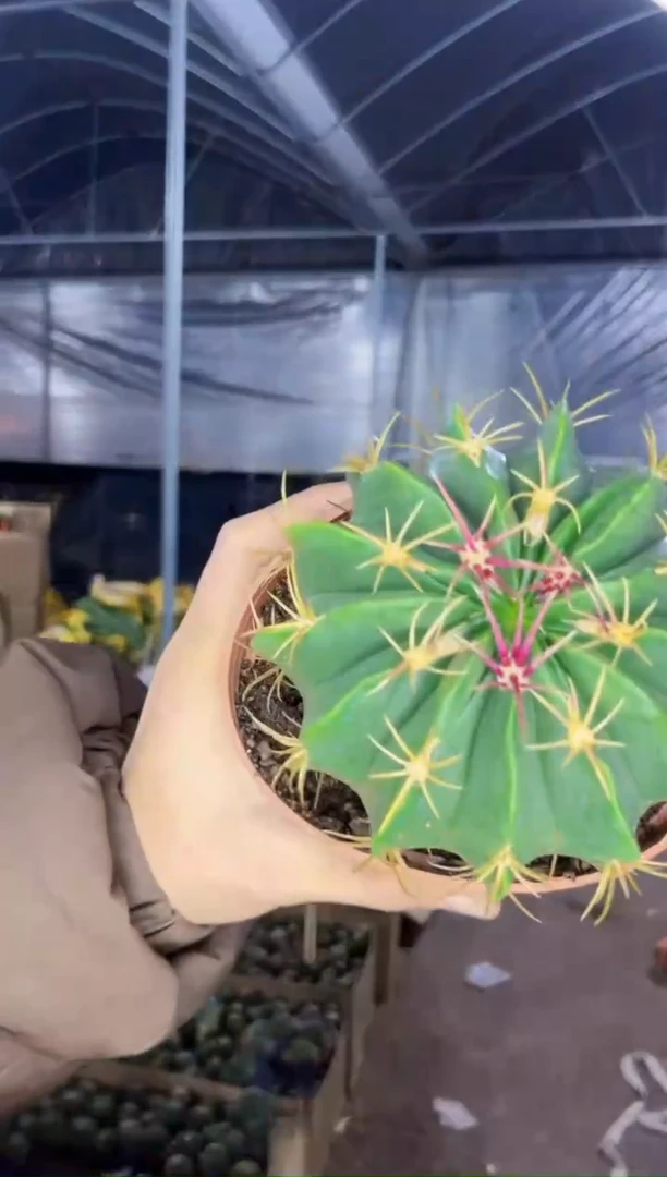 【闪购商品】赤 诚 10-12cm