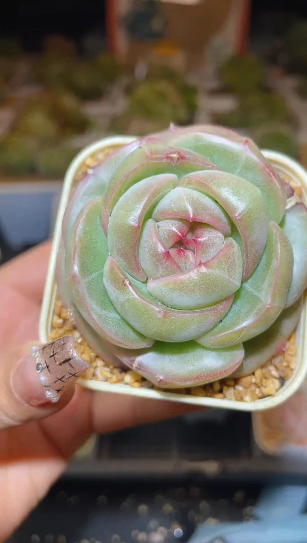 【闪购商品】209珍妮